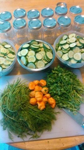 Josh's early hobby batch: twelve jars lined up with sliced cucumbers, dill, and peppers on a kitchen counter